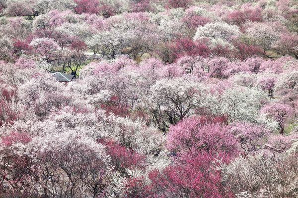 日本・山梨県「東海〜関東(主に花の名所)」の写真：🌸いなべ梅林公園🌸

梅の密集具合が素晴...