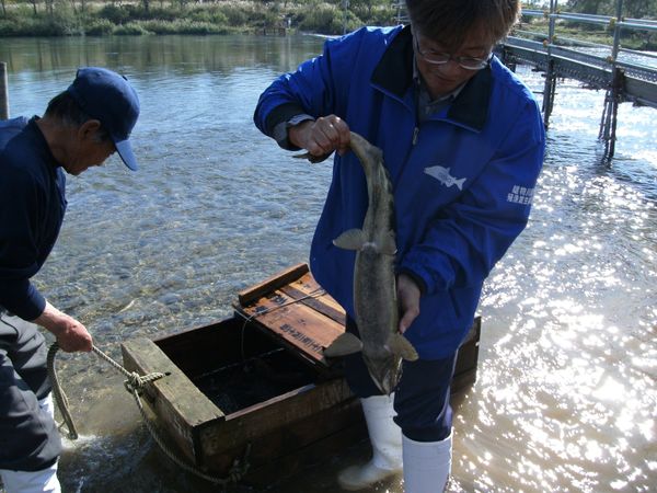 日本・秋田県大仙「20131102秋田県大曲駅」の写真