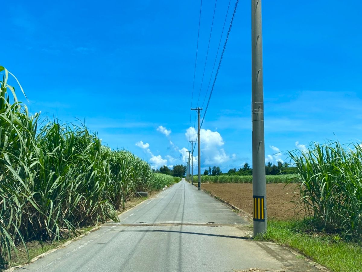 初見の「まもる君」の顔が怖すぎる😂

宿の近くはイメージ通りの宮古島の道
...