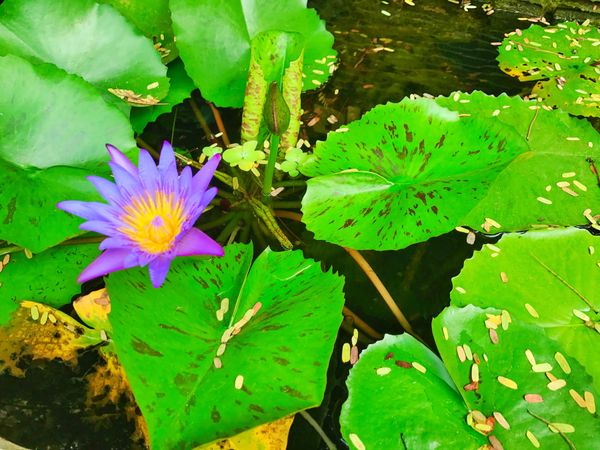 ベトナム・ハノイ「Vietnam🇻🇳job⚑⁎∗」の写真：16th Mar. 2017 pic📷
...