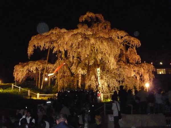 日本・福島県「三春の滝桜」の写真