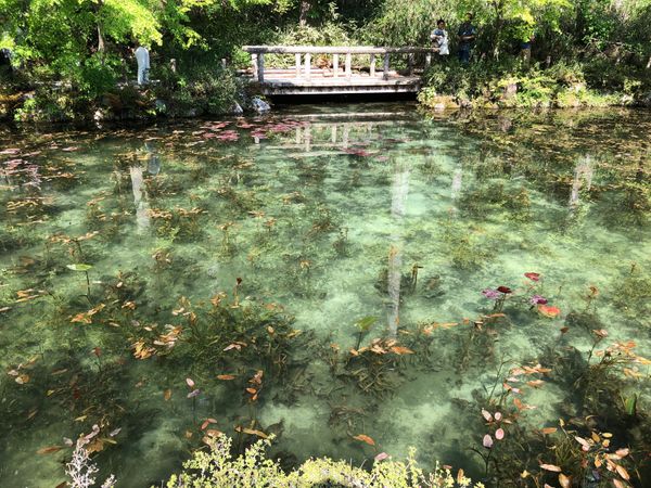 日本・岐阜県「モネの池」の写真