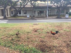４日目、Whole Foods Marketへ。
サラダバーの巨大さにとに...