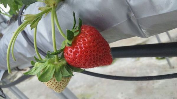 日本・香川県「香川旅行」の写真