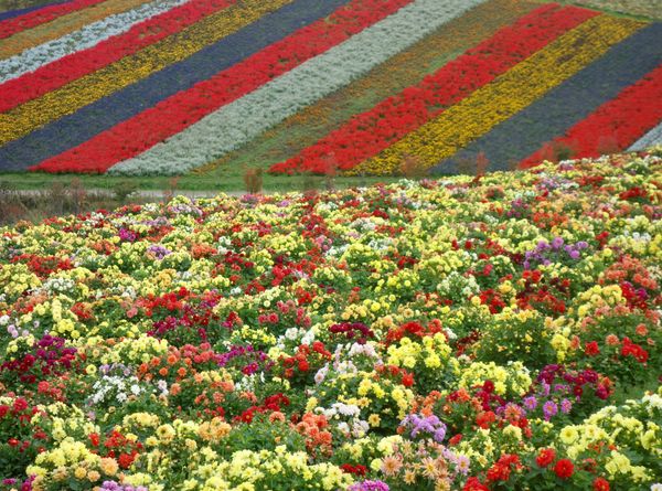 日本・北海道「富良野〜小樽〜定山渓温泉(秋)」の写真：🌻四季彩の丘🌻

四季彩の丘は夏に行った...