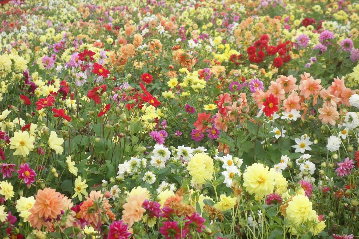 🌻四季彩の丘🌻

四季彩の丘は夏に行った時とはまた違う品種の花が見頃を迎え...