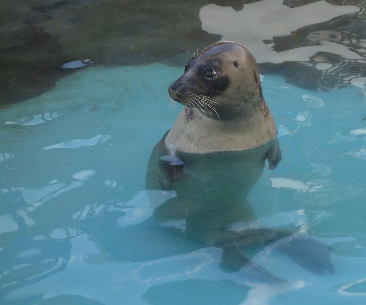 🐟小樽水族館🐟

小樽の祝津にある水族館で珍しいのがネズミイルカの展示です...