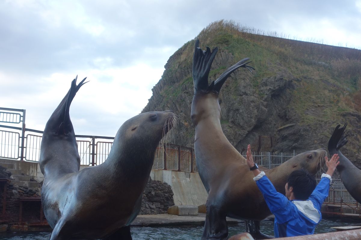 🐟小樽水族館🐟

小樽の祝津にある水族館で珍しいのがネズミイルカの展示です...