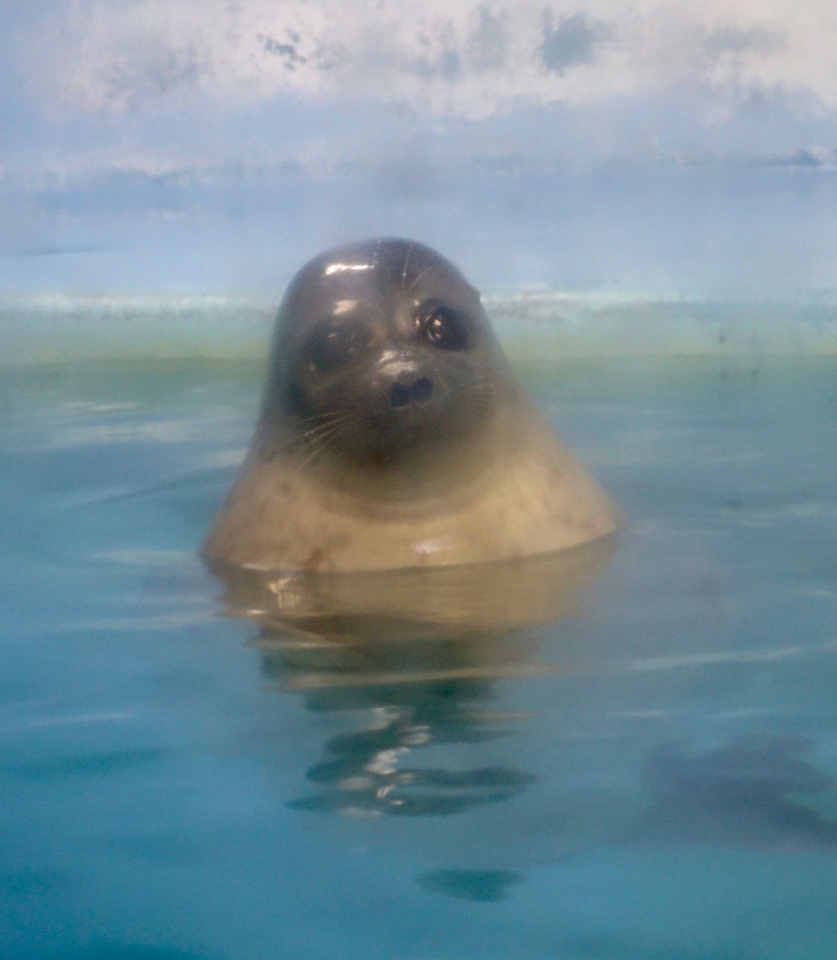 🐟小樽水族館🐟

小樽の祝津にある水族館で珍しいのがネズミイルカの展示です...