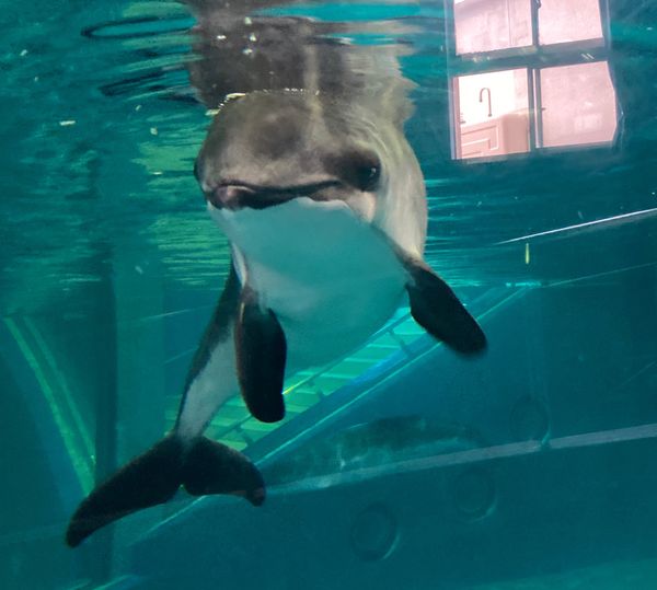 日本・北海道「富良野〜小樽〜定山渓温泉(秋)」の写真：🐟小樽水族館🐟

小樽の祝津にある水族館...