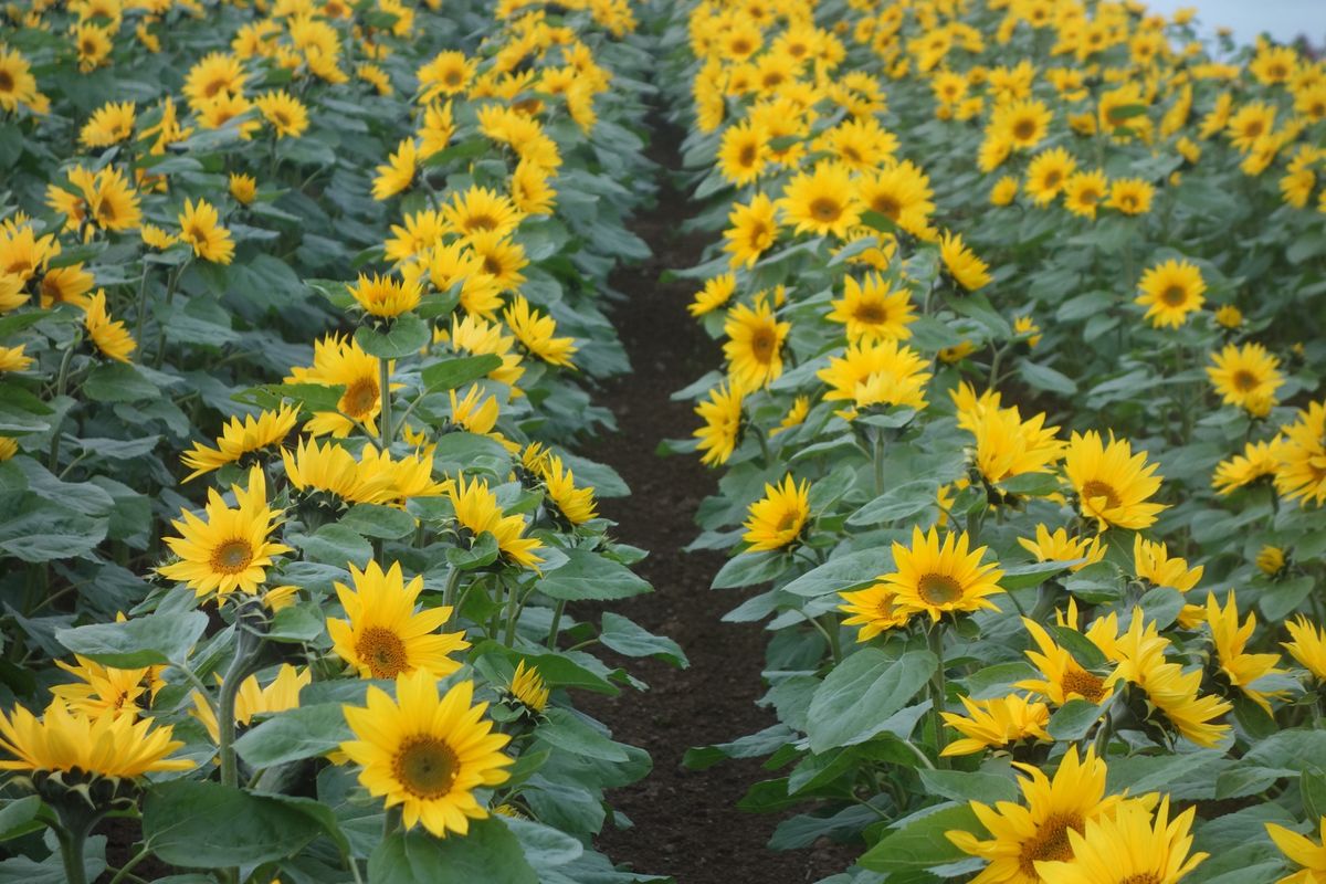 🌻四季彩の丘🌻

四季彩の丘は夏に行った時とはまた違う品種の花が見頃を迎え...
