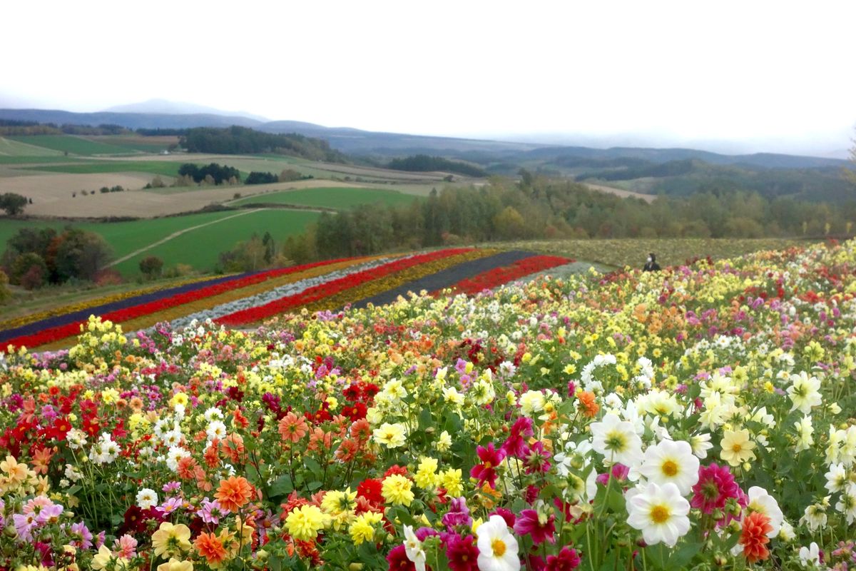 🌻四季彩の丘🌻

四季彩の丘は夏に行った時とはまた違う品種の花が見頃を迎え...