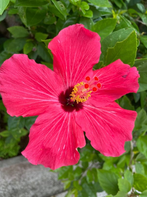 日本・沖縄「沖縄」の写真