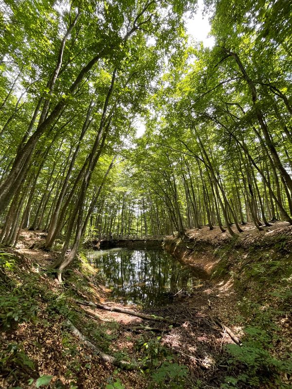 日本・新潟県「里山十帖　南魚沼　」の写真：美人林

ブナの木が立ち並ぶ

舗装され...