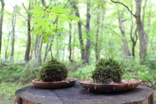 日本・青森県「星野リゾート　奥入瀬渓流」の写真