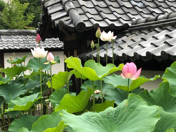 日本・鎌倉「鎌倉へ」の写真