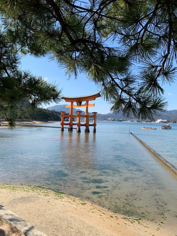 日本・広島県「宮島　厳島神社」の写真