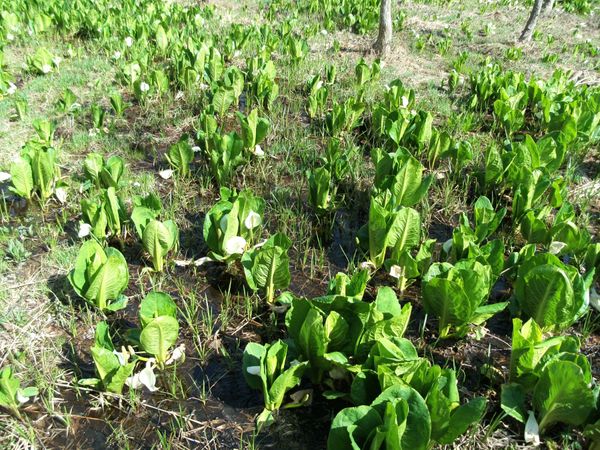 日本・長野県白馬「20140504長野県白馬駅」の写真