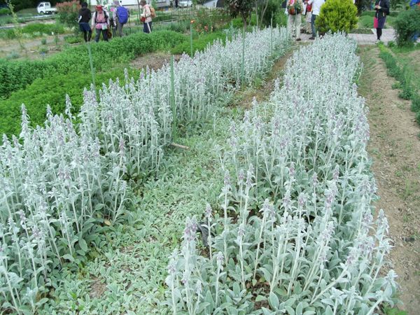 日本・山形県川西「20140614山形県羽前小松駅」の写真