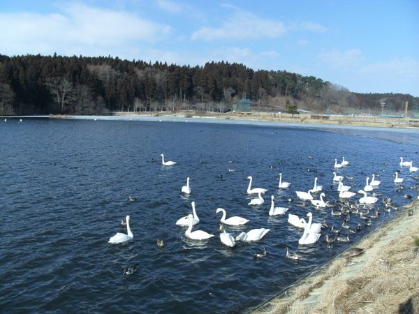 日本・青森県おいらせ「20150207青森県向山駅」の写真