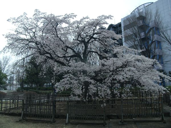 日本・埼玉県熊谷「20150328埼玉県熊谷駅」の写真