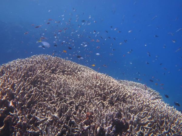 オーストラリア連邦・ケアンズ「GBRダイビングとグリーン島とキュランダ」の写真：1)目で見たよりキレイに写ってました笑
...