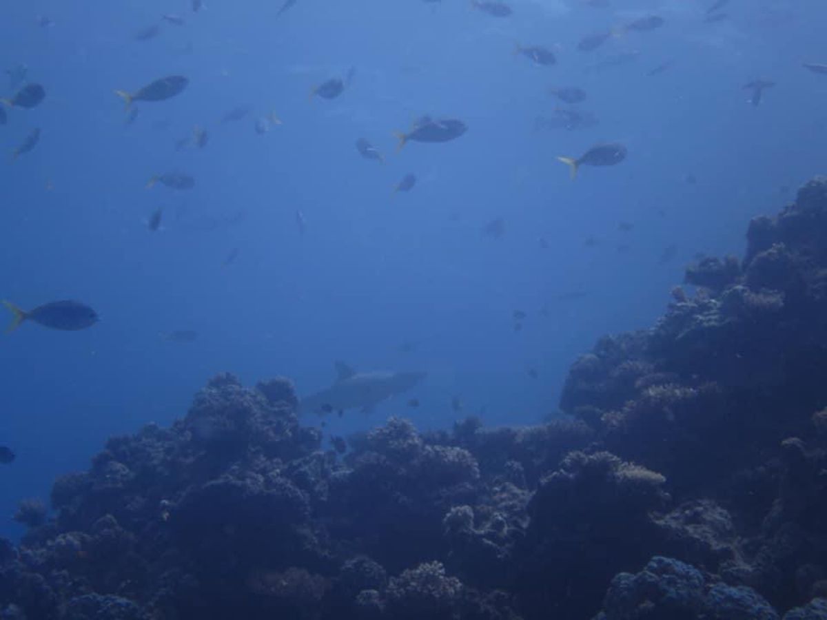 1)目で見たよりキレイに写ってました笑
2)固有種らしいです。
3)ナポレ...