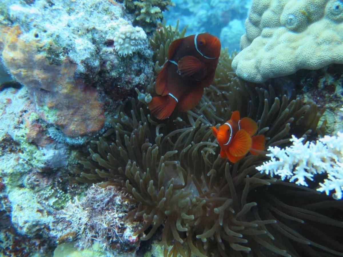 1)目で見たよりキレイに写ってました笑
2)固有種らしいです。
3)ナポレ...