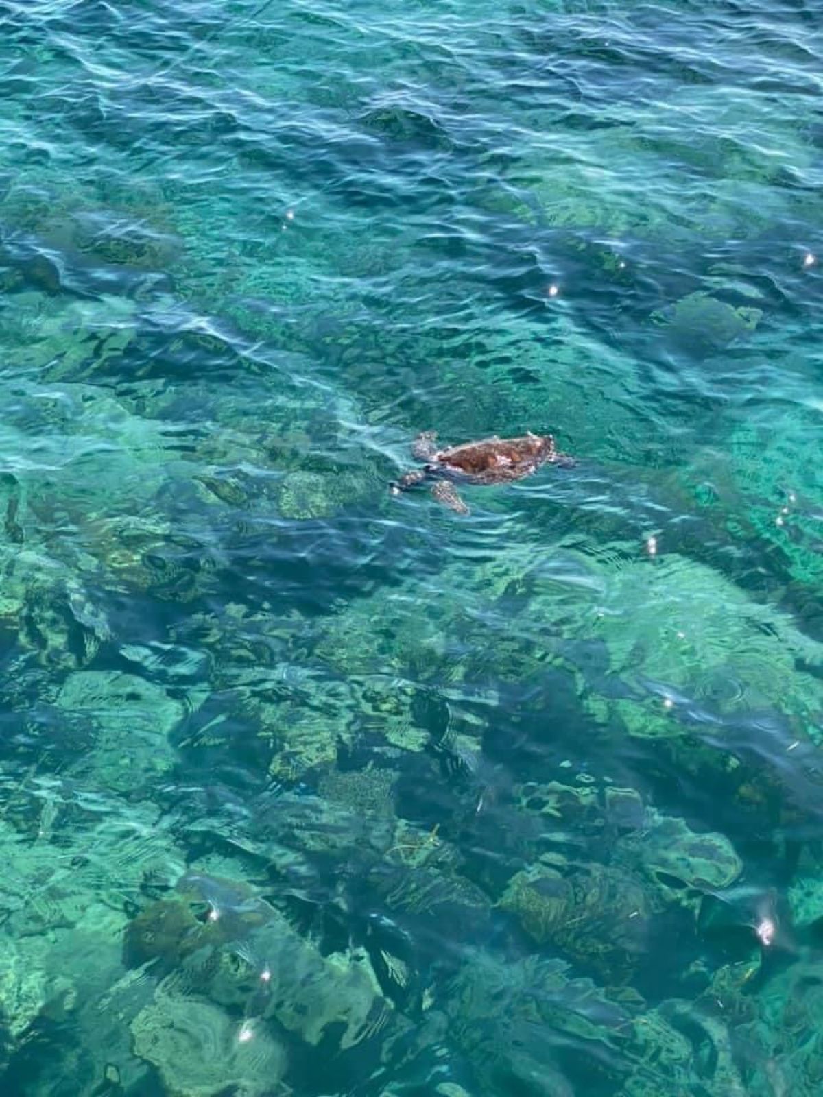 1)ここからシュノーケルしてきました。凄く大きいロウニンアジとか真近くに来...