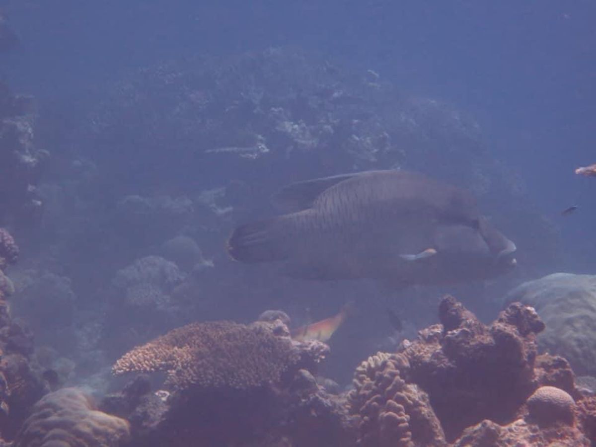 1)目で見たよりキレイに写ってました笑
2)固有種らしいです。
3)ナポレ...