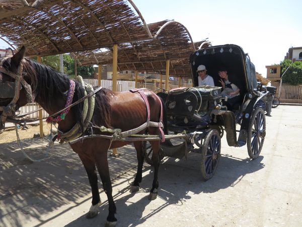 エジプト「エジプトおひとりさま限定ツアー」の写真：1)馬車に乗り移動。ツアー最高齢の方と一緒に乗...
