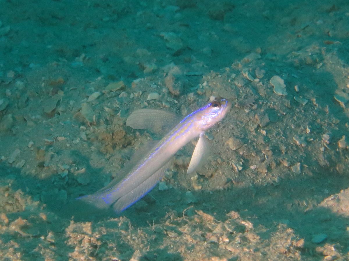 もはやピカチュウ以外には見えない！
他の魚も色が美しい✨