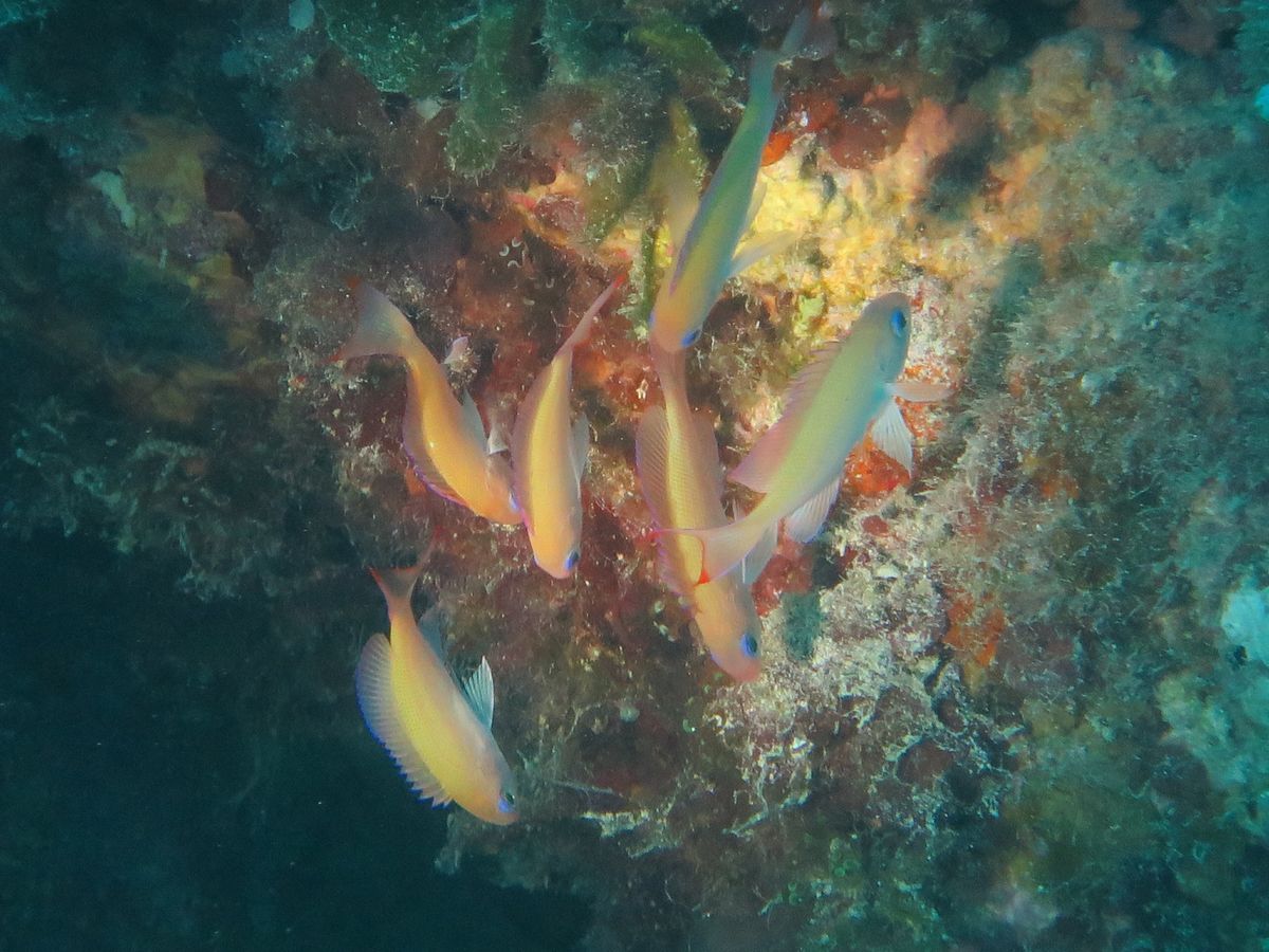 もはやピカチュウ以外には見えない！
他の魚も色が美しい✨