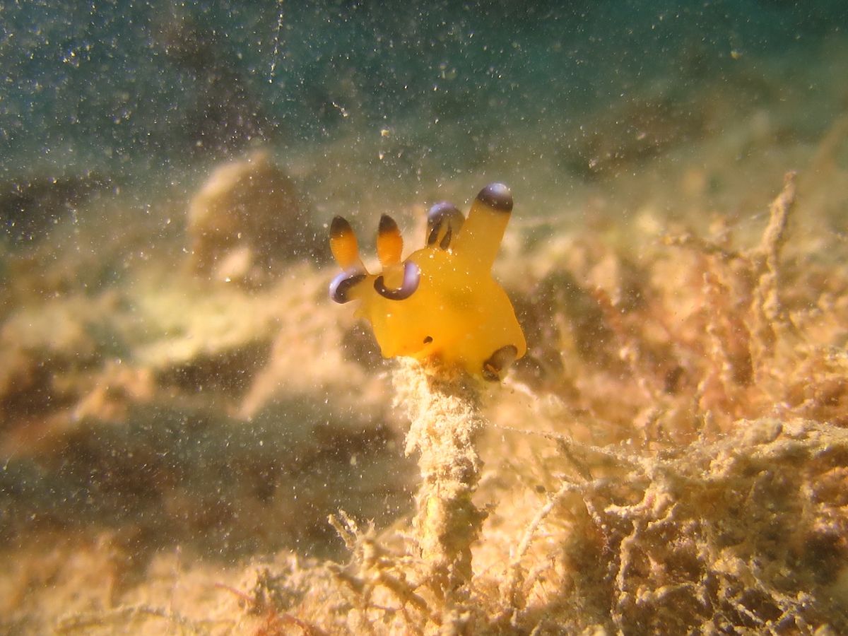 もはやピカチュウ以外には見えない！
他の魚も色が美しい✨