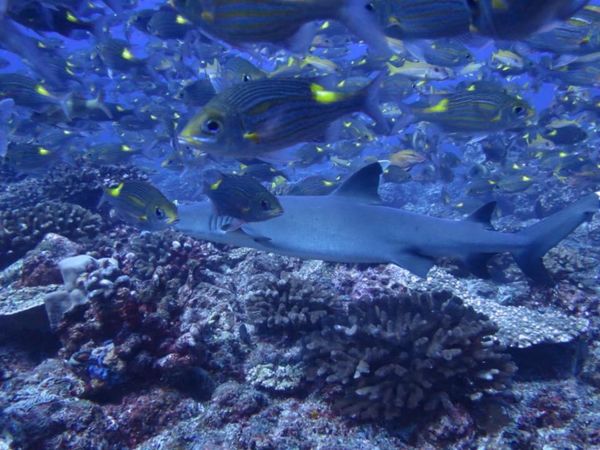 日本・小笠原諸島「小笠原諸島父島ダイビング」の写真：1)魚影が濃くてサメが見えな〜い笑
2)...