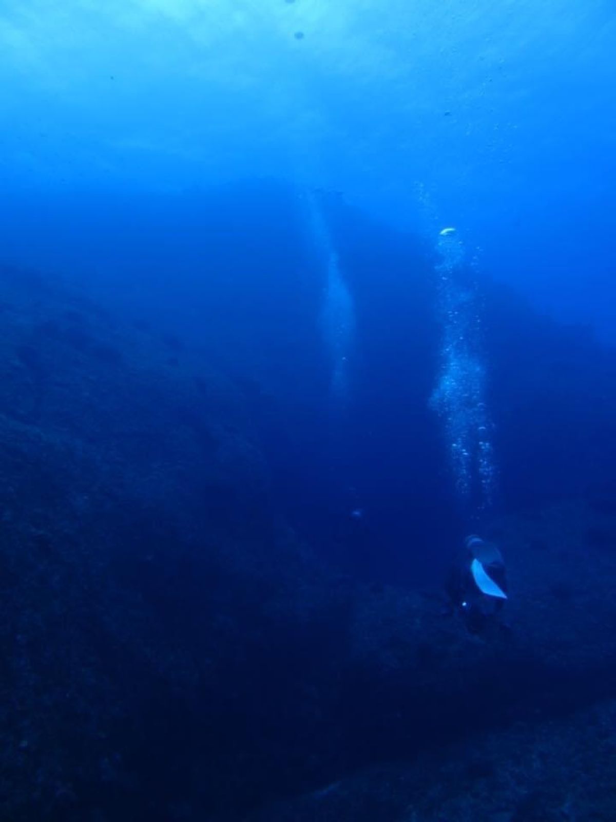 1)魚影が濃くてサメが見えな〜い笑
2)ガイドさんから写真貰いました！
3...