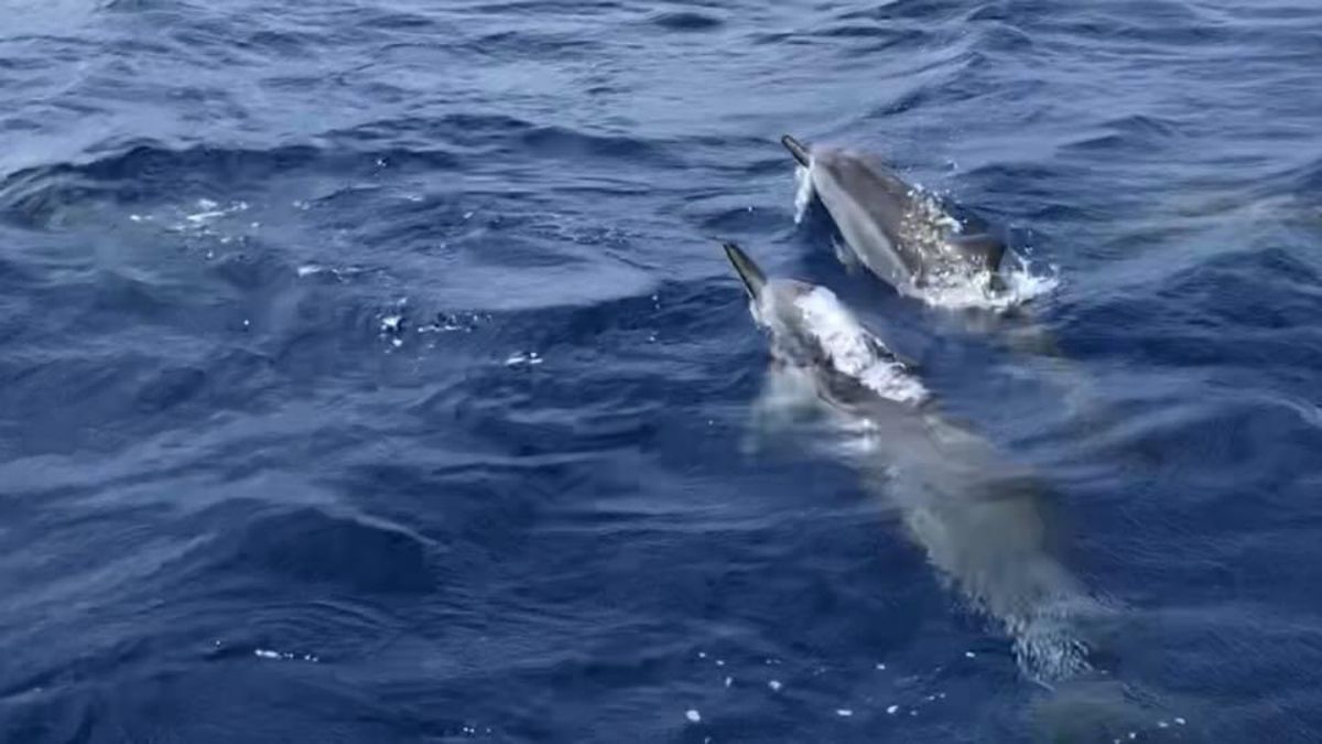 1)魚影が濃くてサメが見えな〜い笑
2)ガイドさんから写真貰いました！
3...