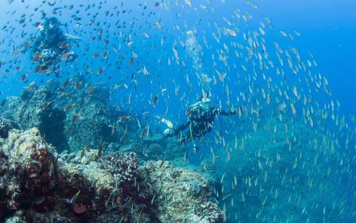 1)魚影が濃くてサメが見えな〜い笑
2)ガイドさんから写真貰いました！
3...