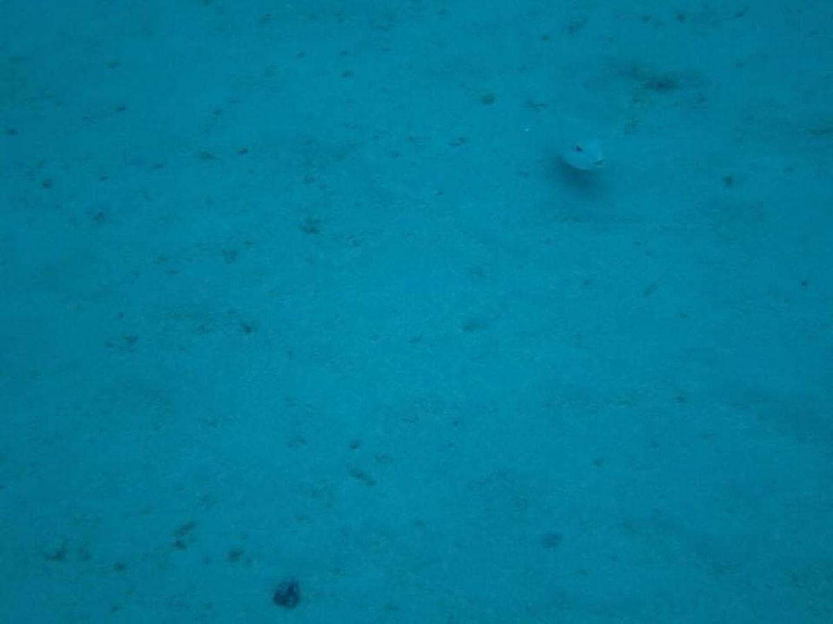 1)ミステリーサークルの周りにはこうやってカメラが置いてありました。1番良...