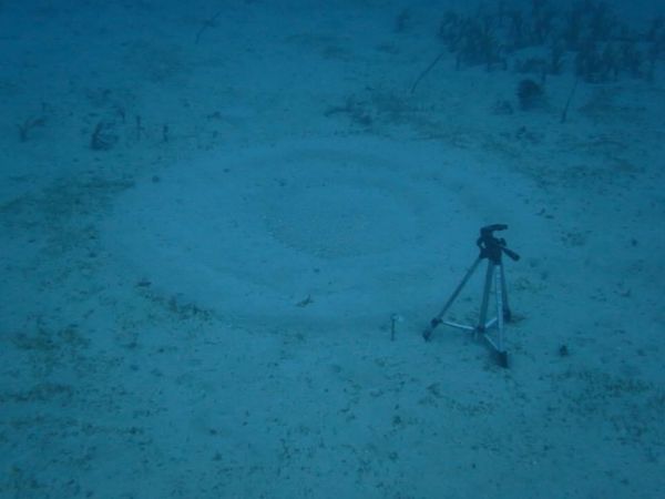 日本・奄美大島「奄美大島ダイビング」の写真：1)ミステリーサークルの周りにはこうやっ...