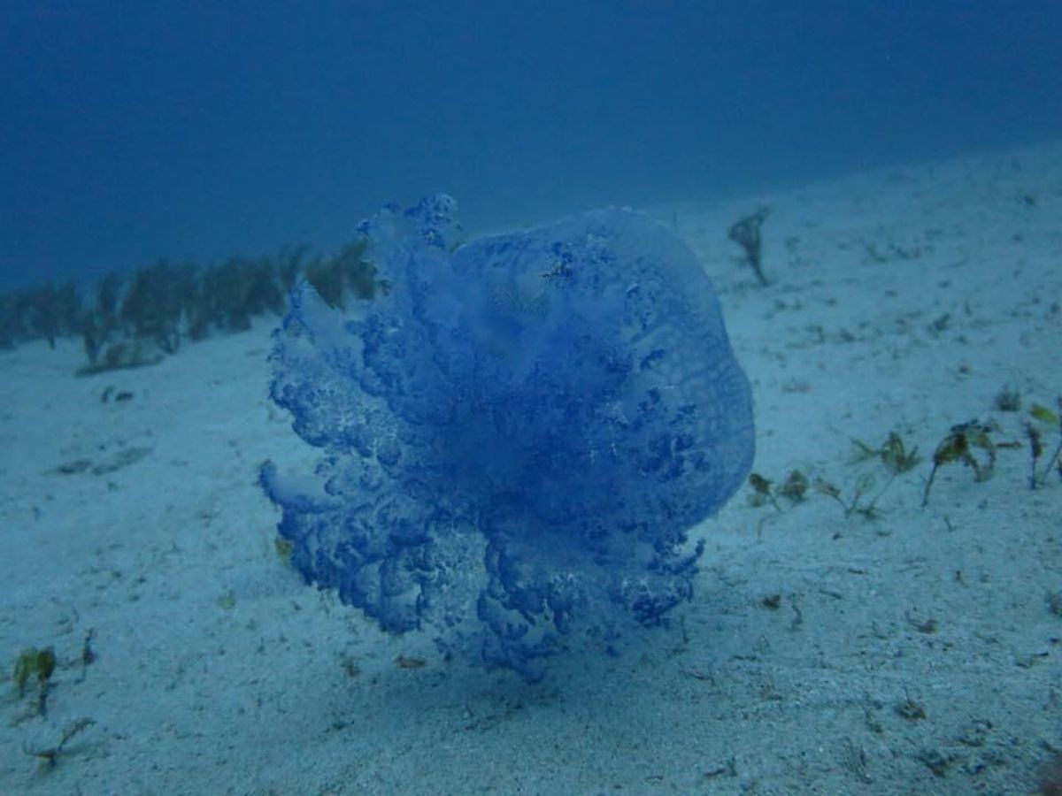 1)ミステリーサークルの周りにはこうやってカメラが置いてありました。1番良...