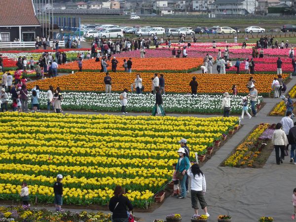 日本・千葉県「佐倉チューリップ」の写真