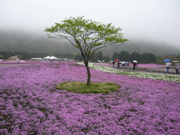 日本・静岡県「富士宮市」の写真