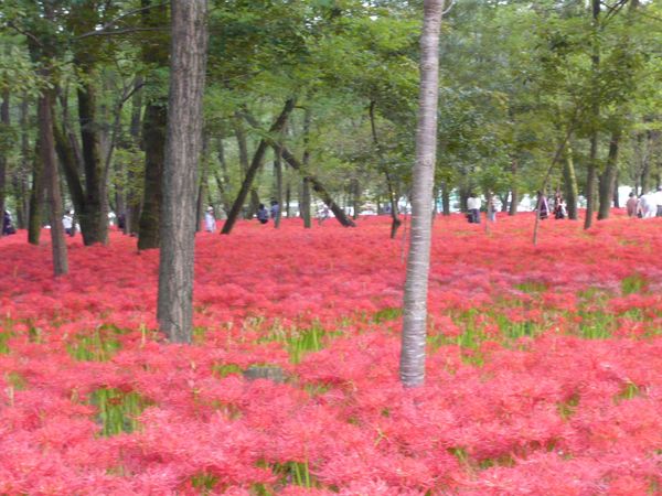 日本・埼玉県「巾着田」の写真