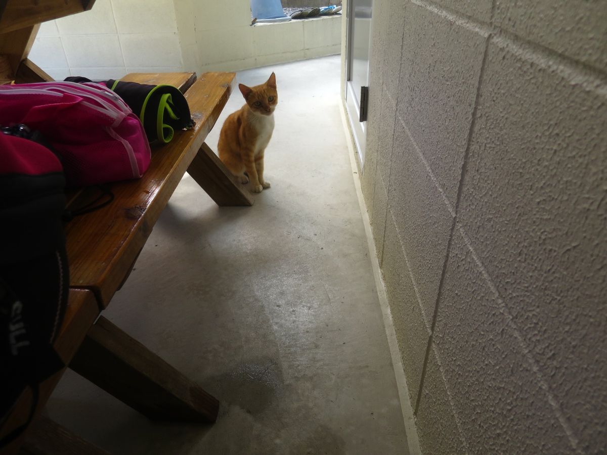地形もレア生物も猫もいますあります。