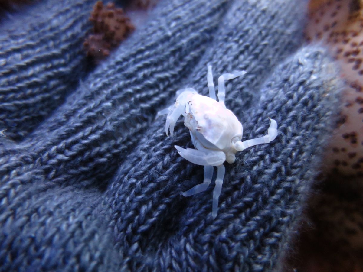 地形もレア生物も猫もいますあります。