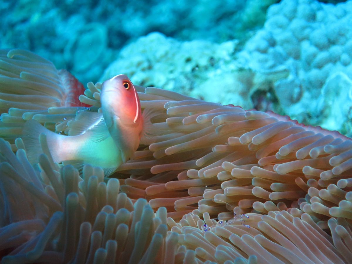 コロナ前でもほんと透き通るようなキレイな海でした。
ほんとおススメです。
