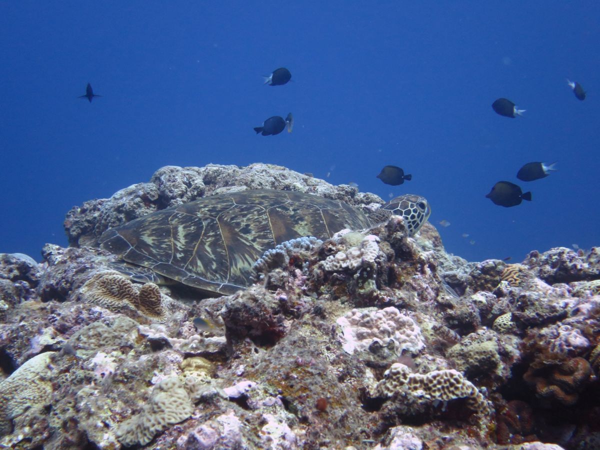 コロナ前でもほんと透き通るようなキレイな海でした。
ほんとおススメです。