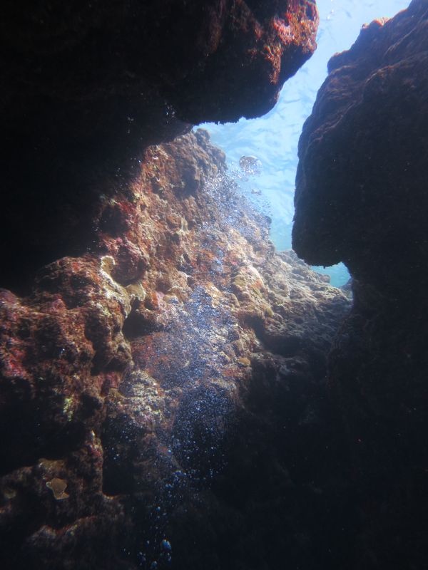 日本・沖縄県「渡嘉敷島ダイビング」の写真：地形もレア生物も猫もいますあります。