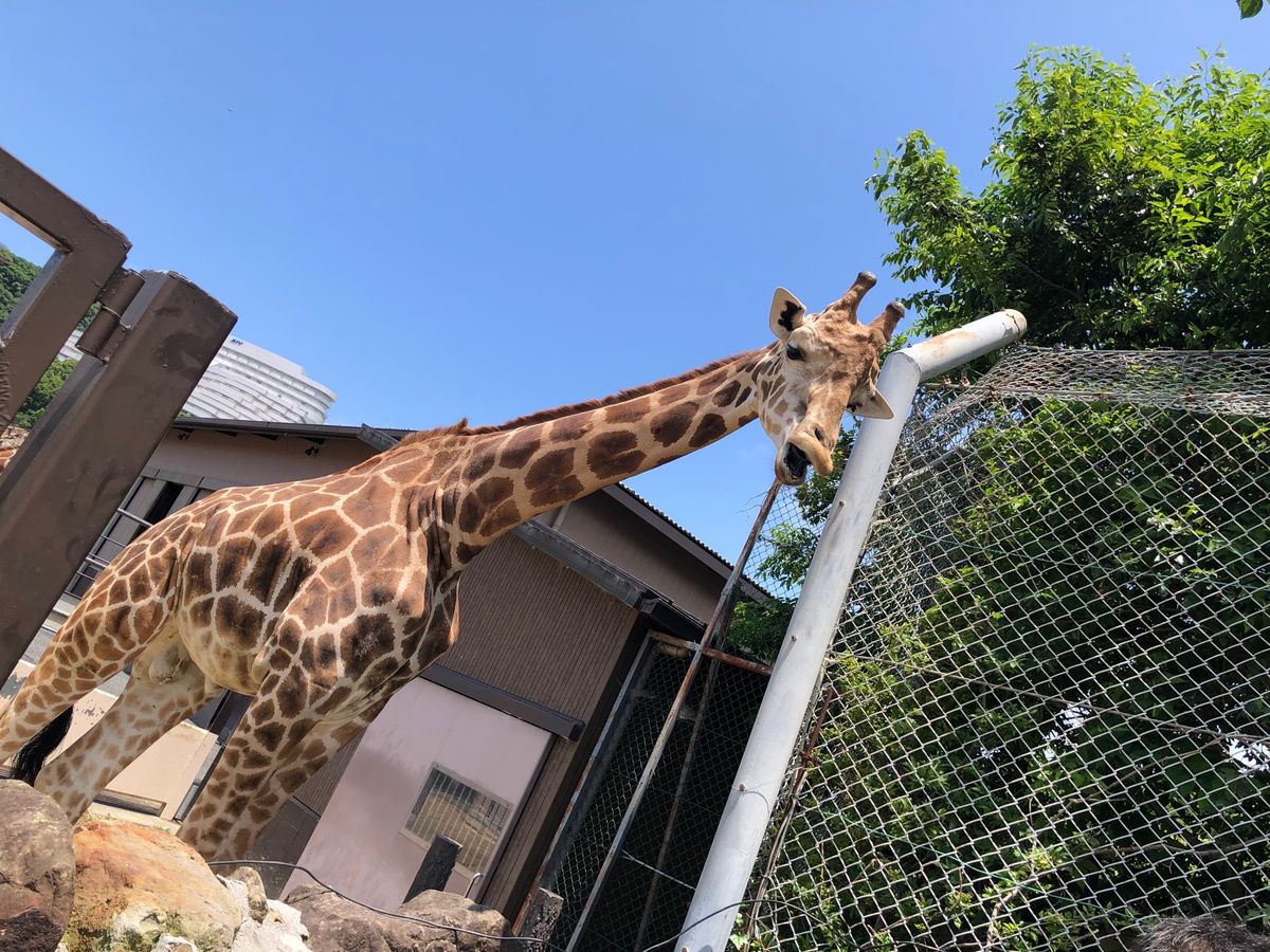アドベンチャーワールド
・良浜、楓浜、結浜🐼
・サファリで至近距離での動物...